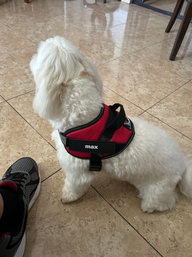 Customer photo review of No-Pull Paw Harness™