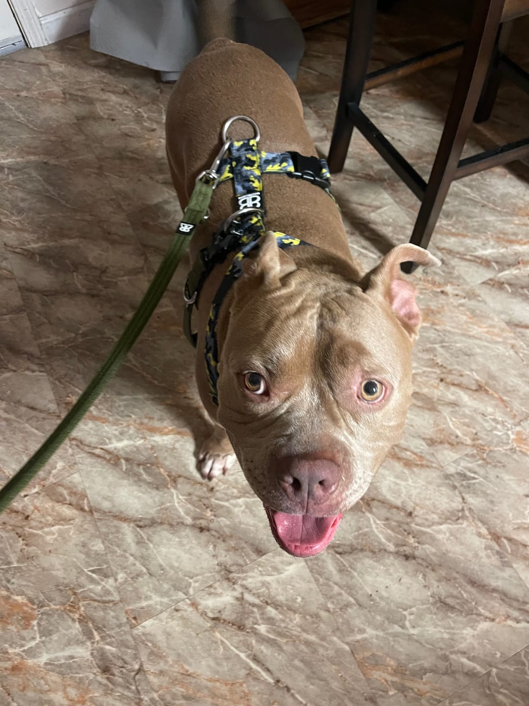 Customer photo review of TRI-Harness® | Anti-Pull, Adjustable & Durable - Dog Trainers Choice -  CAMO Lightning v2.0