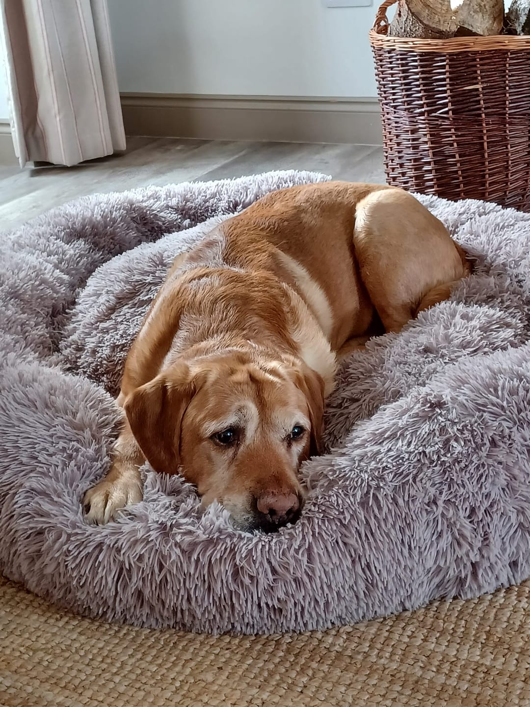 Customer photo review of Calming Dog Bed
