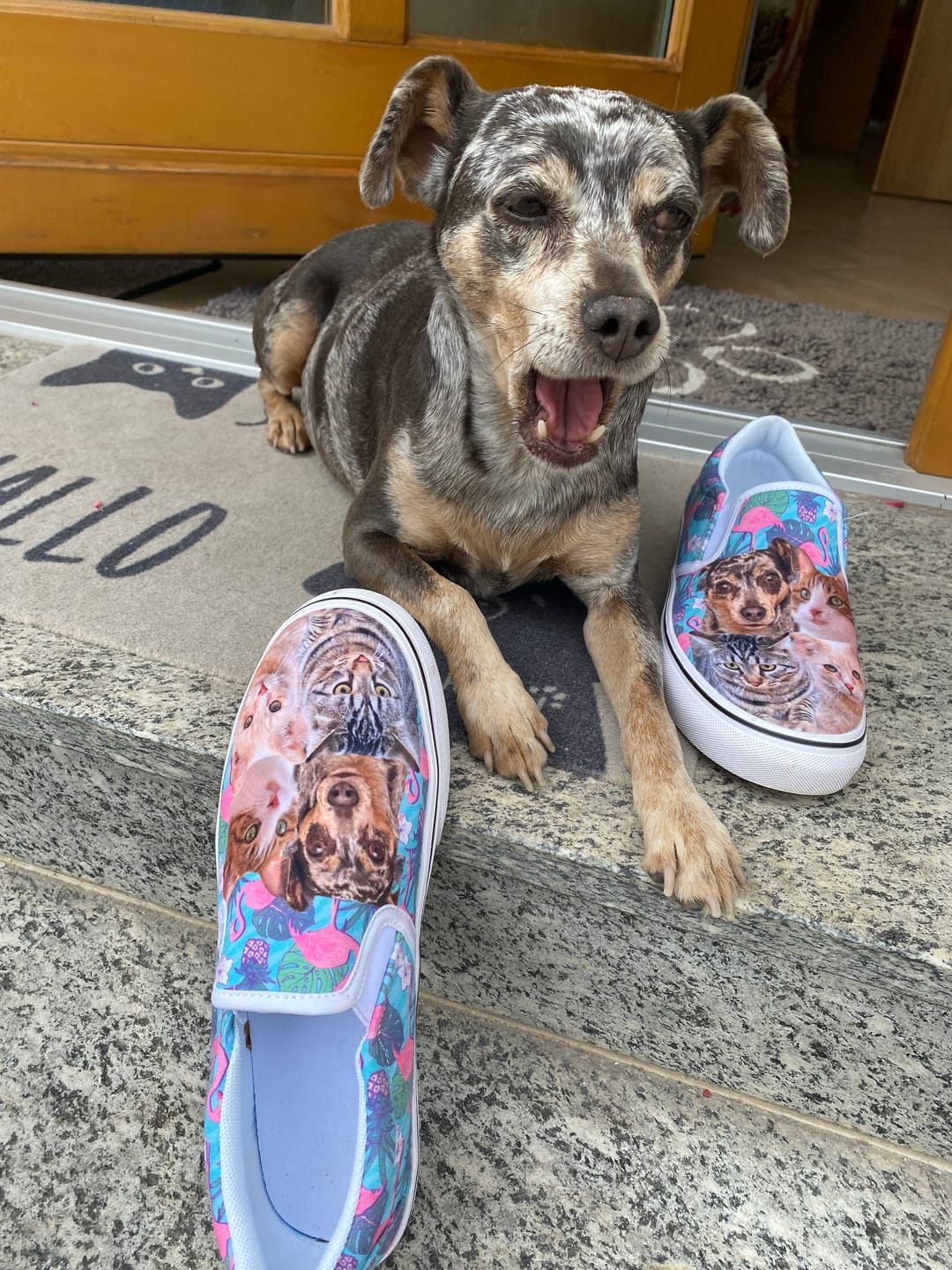 Customer photo review of Custom Slip On Sneakers With Your Pet Face - Over 100+ Combinations