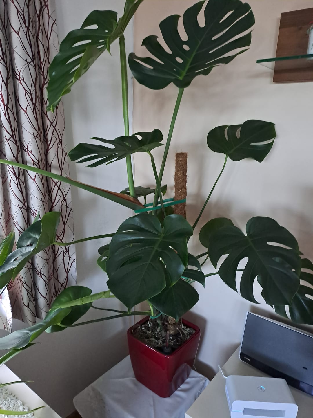Customer photo review of Muddis Erde - Mineralisches Substrat
