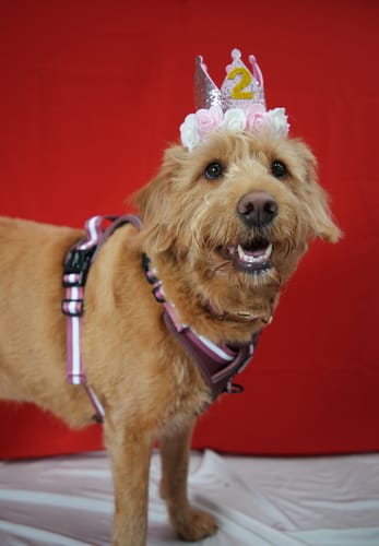 Customer photo review of Tough Trails™ Essentials Harness - Mulberry