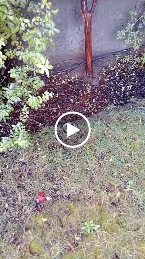 Customer video review of Estacas Acero Inoxidable - 4 Un. Luz Cálida/Fría IP65 12 cm Diámetro