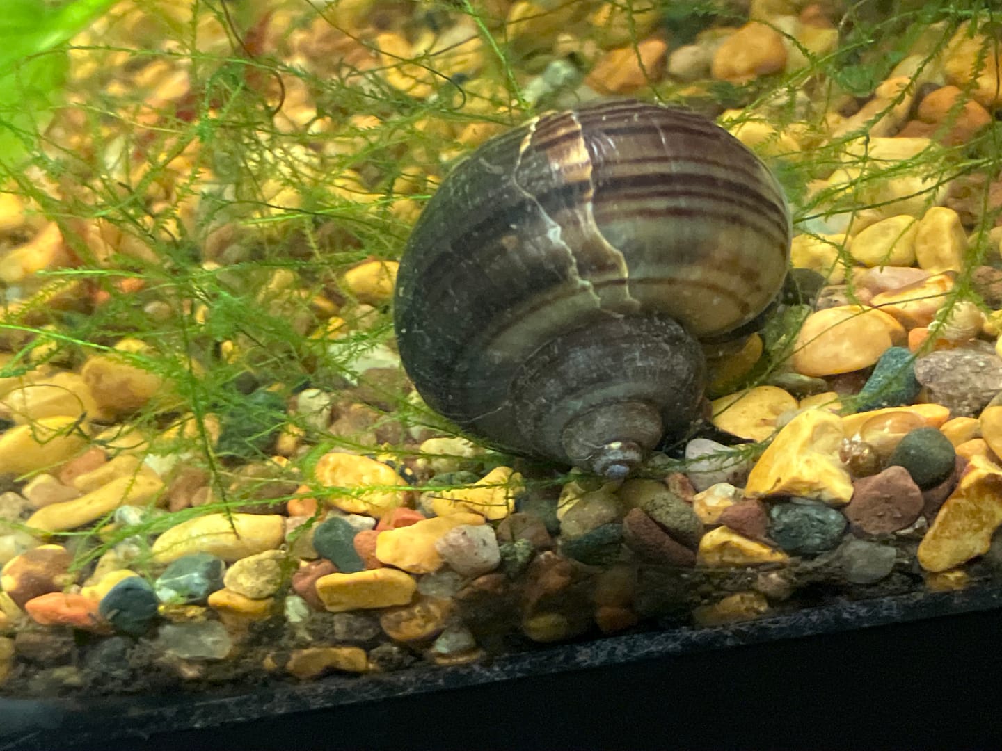 Customer photo review of Mystery Snail Mix (3 pack)