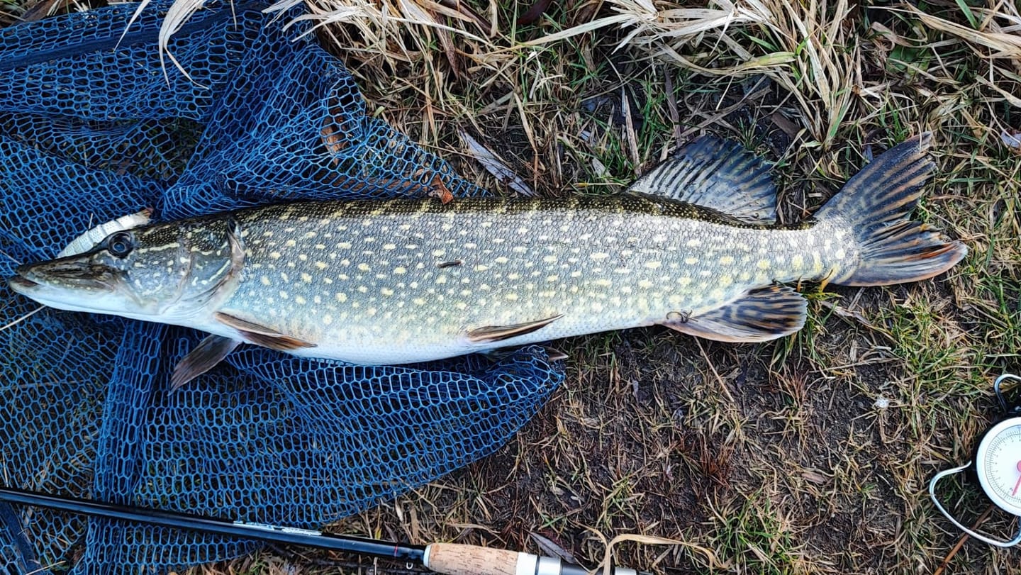 Customer photo review of Swimmax Fishing Lure | Eight-Segmented | BKK Hook |  Easy Catch | Rattling with Noise | Heavy-Duty Dyneema Fiber Joint | Jointed Swimbait for Bass & Trout & Crappie