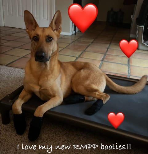 Customer photo review of Leather Dog Booties - Doccasins - 1 pair