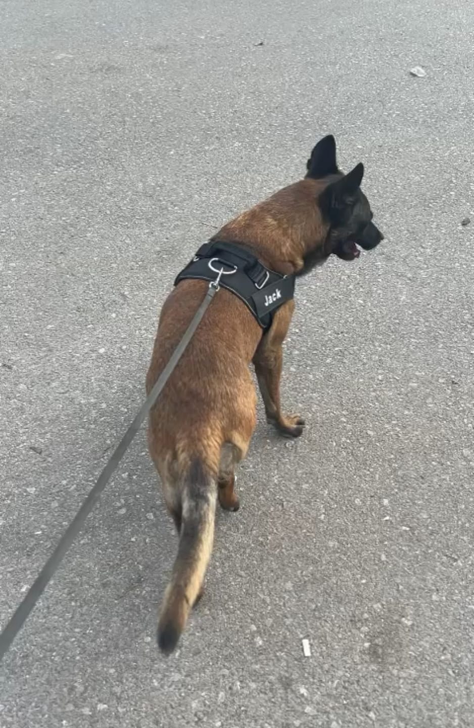 Customer photo review of MellowPurr Özelleştirilebilir No Pull Köpek Tasması