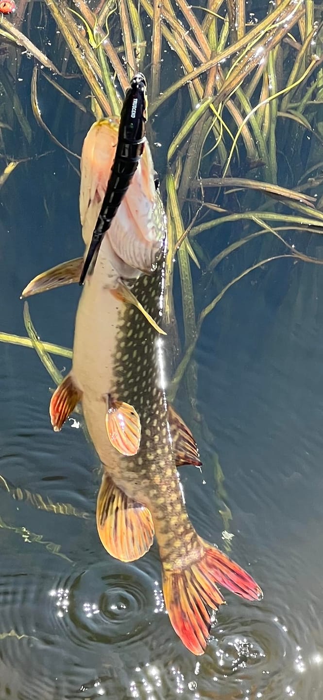Customer photo review of Swimmax Fishing Lure | Eight-Segmented | BKK Hook |  Easy Catch | Rattling with Noise | Heavy-Duty Dyneema Fiber Joint | Jointed Swimbait for Bass & Trout & Crappie