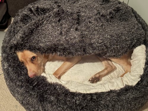 Customer photo review of PaWz Removable Cover Pet Calming Bed