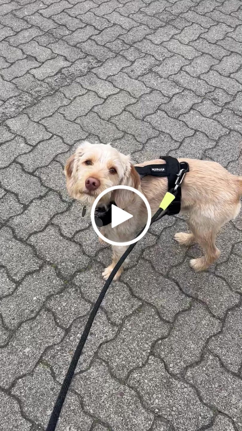 Customer video review of Hundegeschirr FUN "Volcano Black"