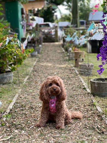 Customer photo review of Tough Trails™ Harness - Fairytale Forest