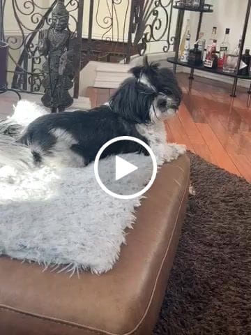 Customer video review of KING KALM CBD 150mg for Shih Tzus