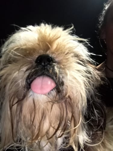 Customer photo review of Cutest Pets of the Month 2024 Photobook