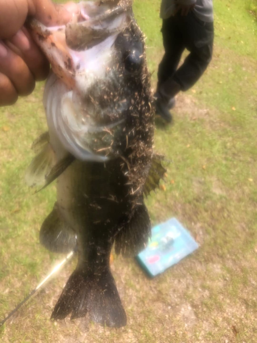 Customer photo review of Swimmax Fishing Lure | Eight-Segmented | BKK Hook |  Easy Catch | Rattling with Noise | Heavy-Duty Dyneema Fiber Joint | Jointed Swimbait for Bass & Trout & Crappie