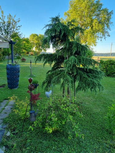 Customer photo review of YourCasa Regentonne 240 Liter [Seabreeze Flower] - Nachhaltige Bewässerung im Garten