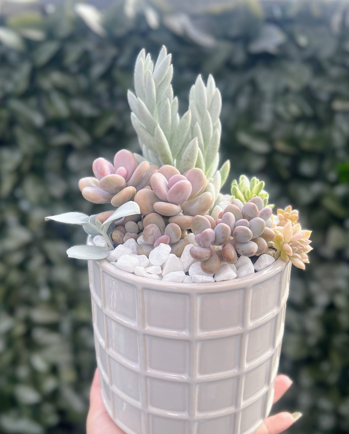 Customer photo review of Graptopetalum amethystinum - Lavender Pebbles