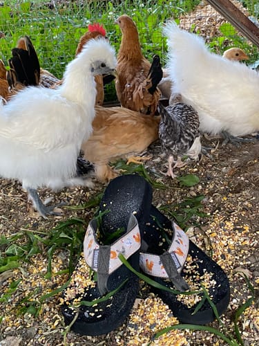 Customer photo review of Chicken Yard