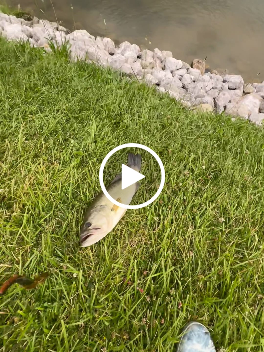 Customer video review of Braided Fishing Line - 300 Yards, Pro Grade Performance for Saltwater & Freshwater- Beyond Braid