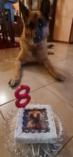 Customer photo review of Fotogenica 2 Torta Per Cani CON FOTO e NOME