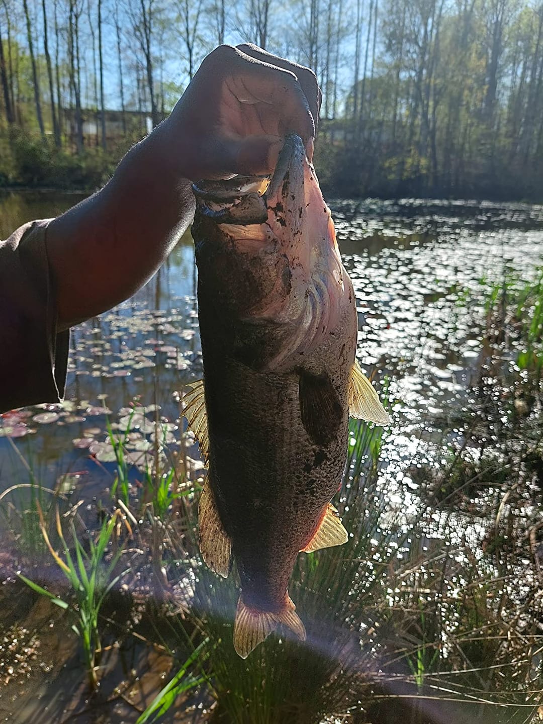 Customer photo review of Swimmax Fishing Lure | Eight-Segmented | BKK Hook |  Easy Catch | Rattling with Noise | Heavy-Duty Dyneema Fiber Joint | Jointed Swimbait for Bass & Trout & Crappie