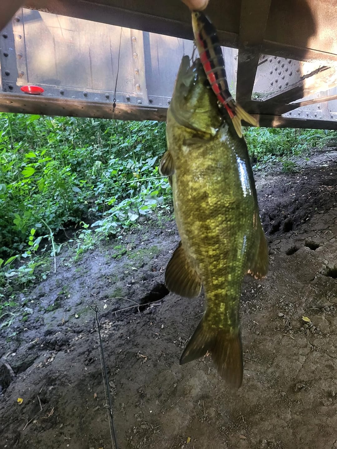 Customer photo review of Swimmax Fishing Lure | Eight-Segmented | BKK Hook |  Easy Catch | Rattling with Noise | Heavy-Duty Dyneema Fiber Joint | Jointed Swimbait for Bass & Trout & Crappie