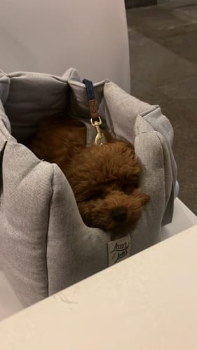 Customer photo review of Trasportino Cotone Urban