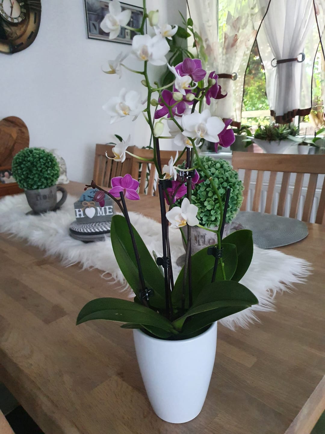 Customer photo review of Cocktail Orchideen im 2er Set mit Keramik