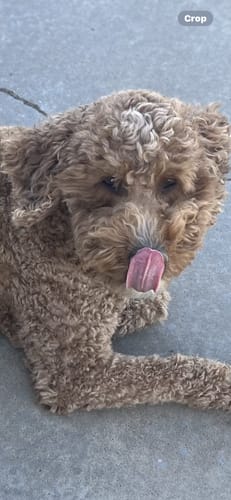 Customer photo review of Cow Ears For Dogs