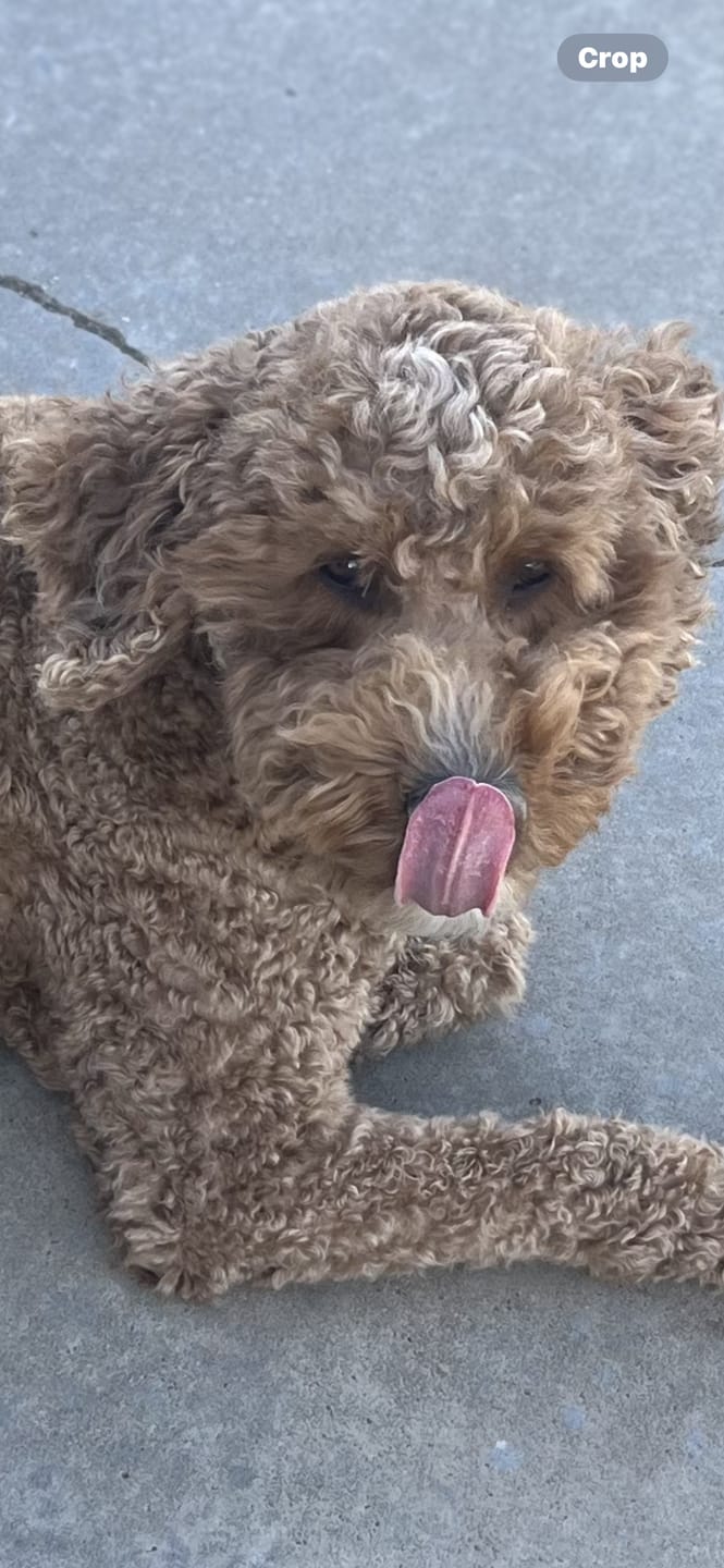 Customer photo review of Cow Ears For Dogs