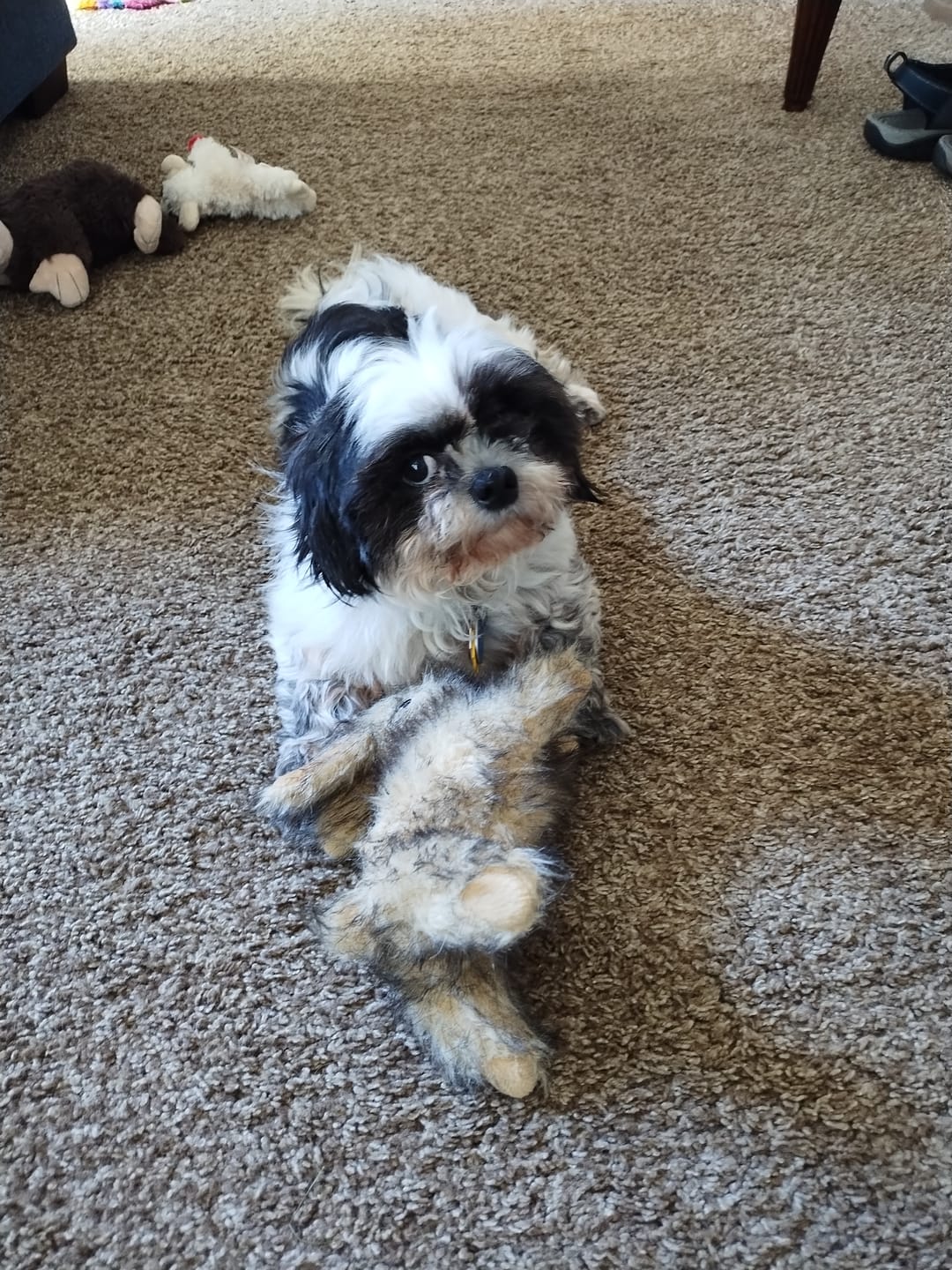 Customer photo review of GCP Flea & Tick Natural Defense for Dogs - 100 Soft Chews