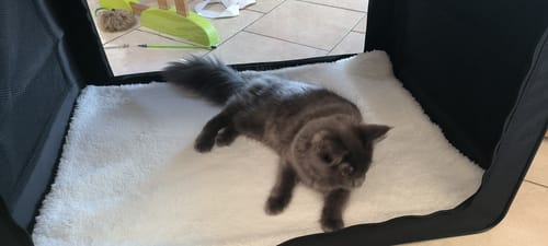 Customer photo review of Cage de transport pliable (chat)