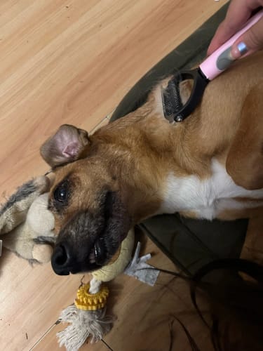 Customer photo review of Vixinx PetBrush™ - Prevent flying hairs (1 + 1 free)