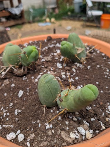 Customer photo review of Penis Cactus | Short Form | Trichocereus bridgesii monstrose