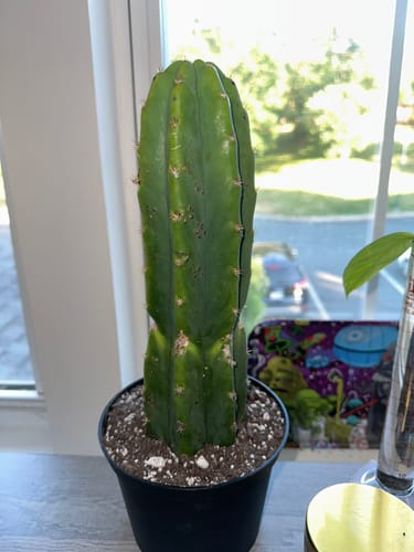 Customer photo review of Imperfect San Pedro Cactus Cuttings | Echinopsis (Trichocereus) pachanoi Cuttings