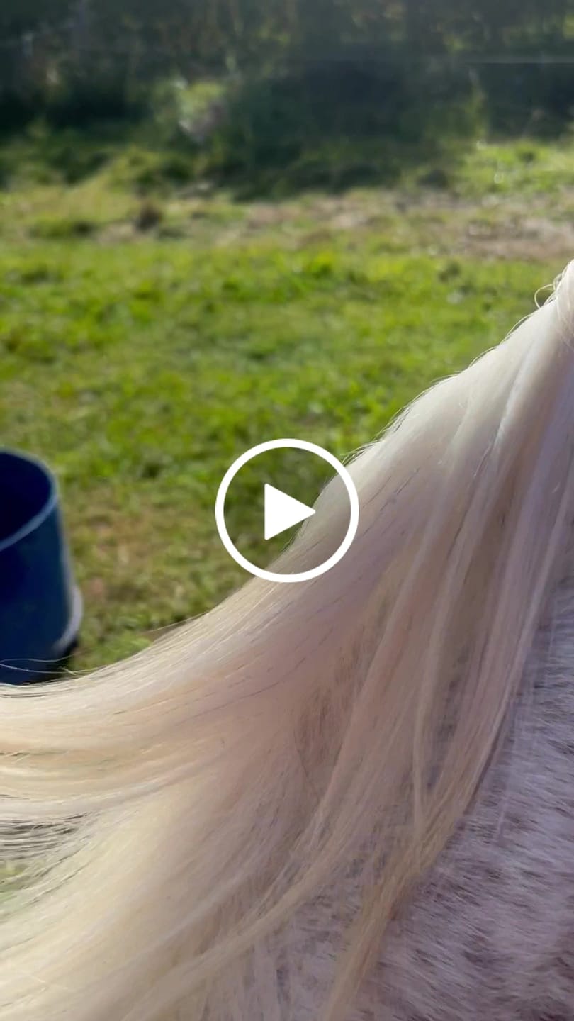 Customer video review of Queen's Brush - Royal Mane & Tail Brush