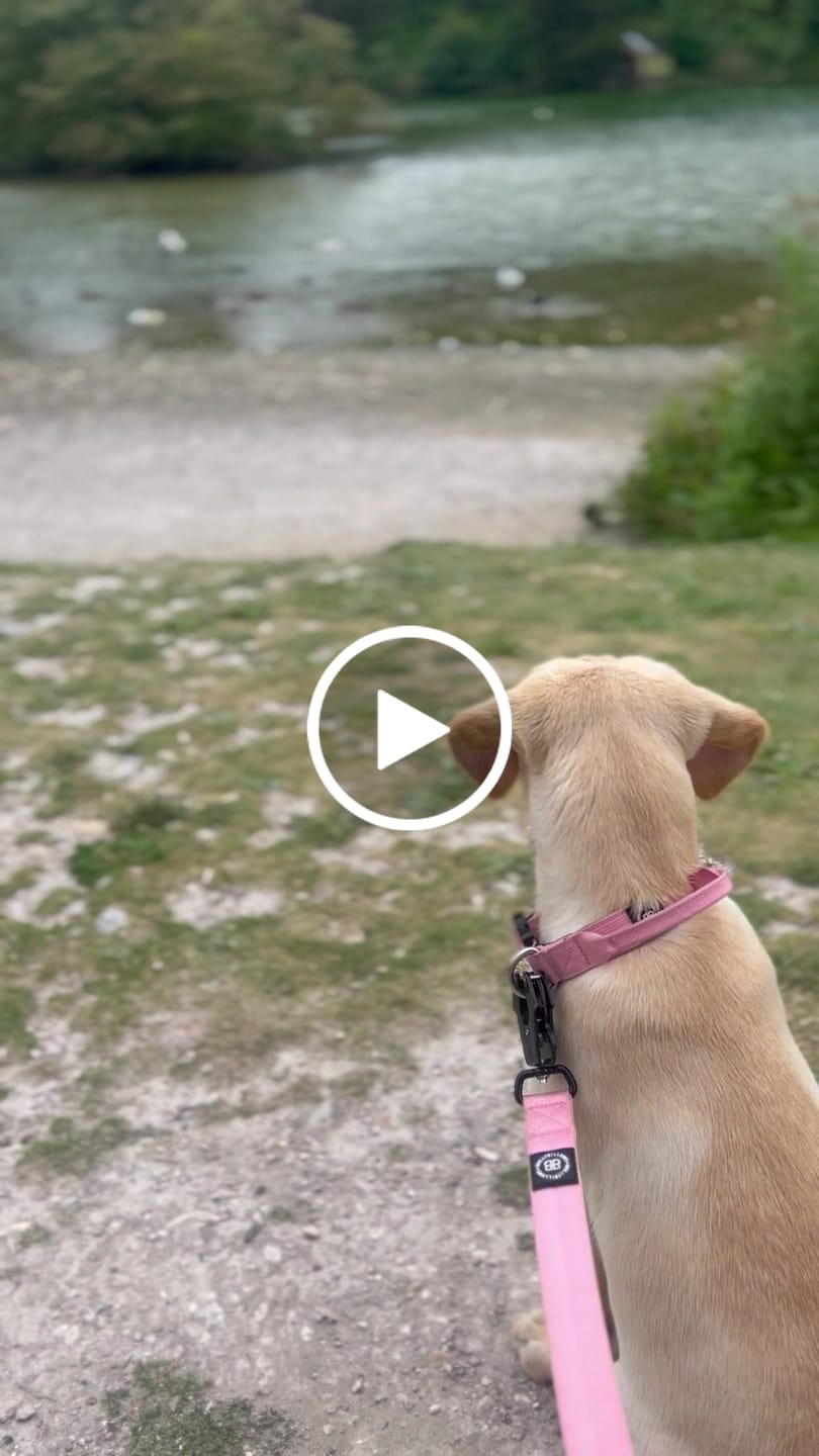 Customer video review of 2.5cm Combat® Collar | With Handle & Rated Clip - Pink v2.0