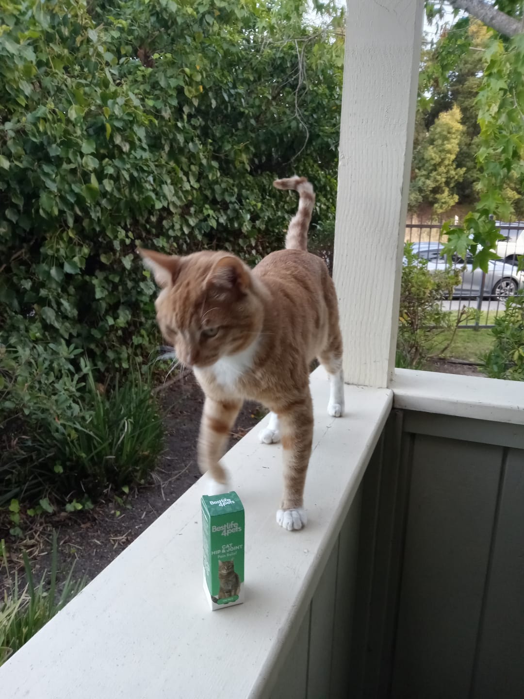 Customer photo review of Cat Hip and Joint Pain Relief - Effective Anti-inflammatory and Arthritis Pain Medicine