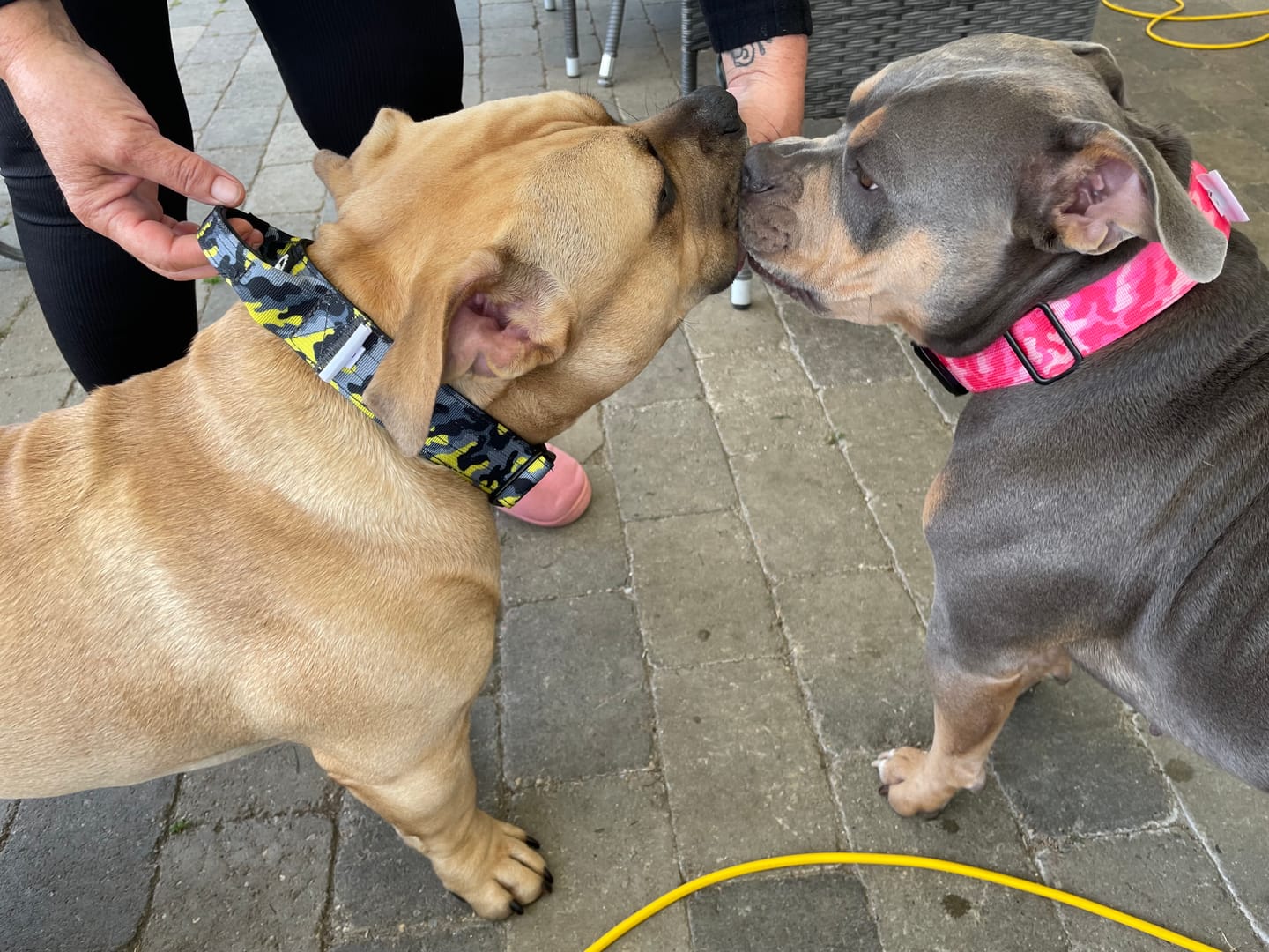 Customer photo review of 4cm Combat® Collar | With Handle & Rated Clip - Lightning v2.0