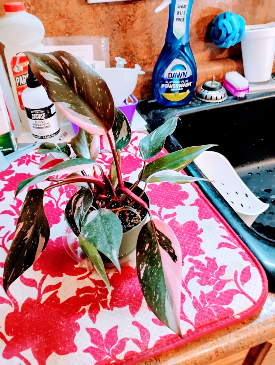 Customer photo review of Philodendron Pink Princess - 4"