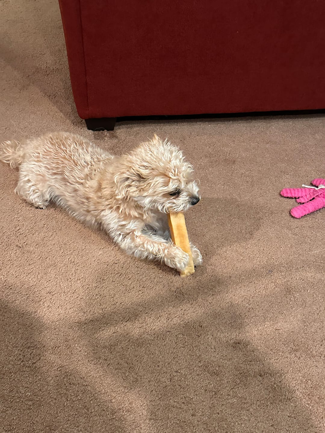 Customer photo review of Himalayan Yak Cheese Chew Dog Treat