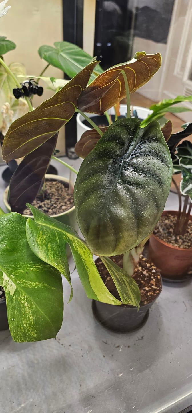 Customer photo review of ALOCASIA CUPREA RED SECRET