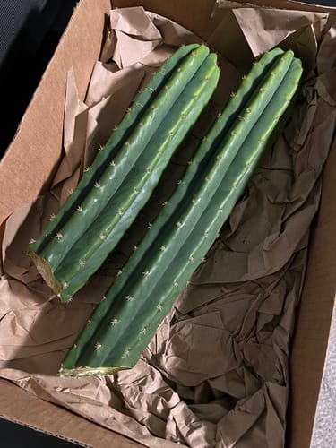 Customer photo review of San Pedro Cactus Cuttings | Echinopsis (Trichocereus) pachanoi Cuttings