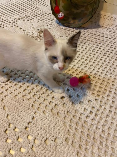 Customer photo review of EasyPet 21-teiliges  Katzenspielzeugset