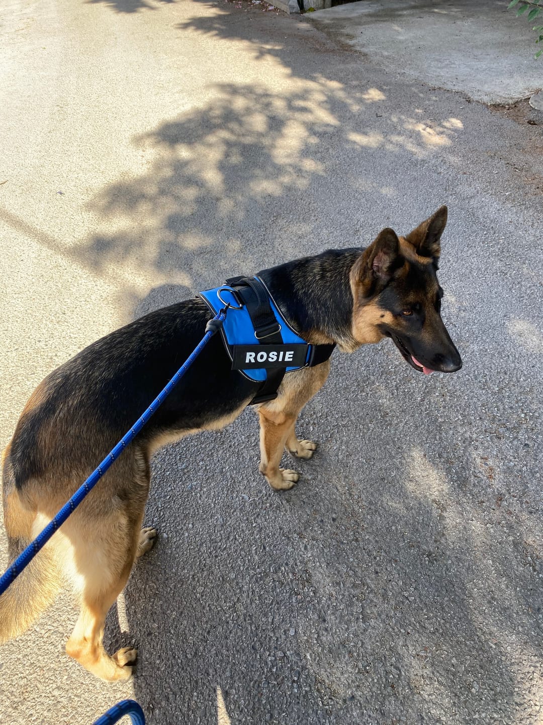 Customer photo review of MellowPurr Özelleştirilebilir No Pull Köpek Tasması