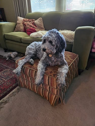 Customer photo review of DOG Coat Spray Conditioner and Detangler Grooming Essential. Formulated to moisturize and promote healthy, nourished dog coats
