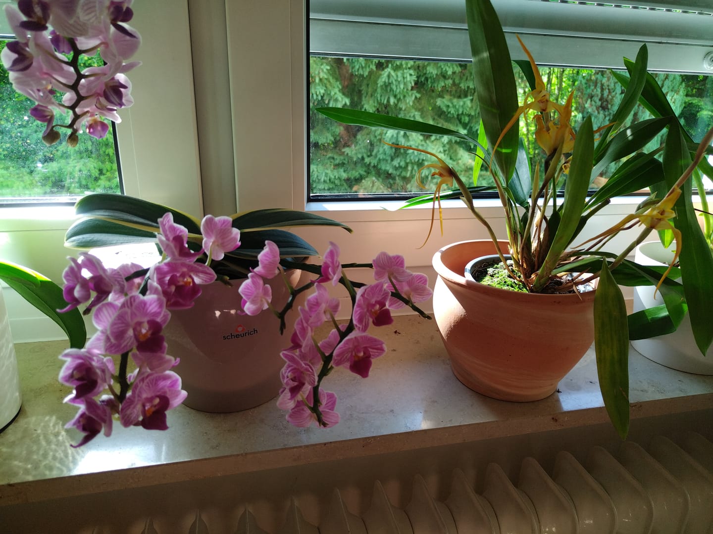 Customer photo review of Maxillaria bradei Hybride im 12cm Topf