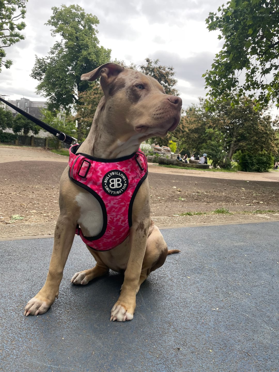 Customer photo review of Premium Comfort Harness | Non Restrictive & Adjustable - Bubblegum v2.0