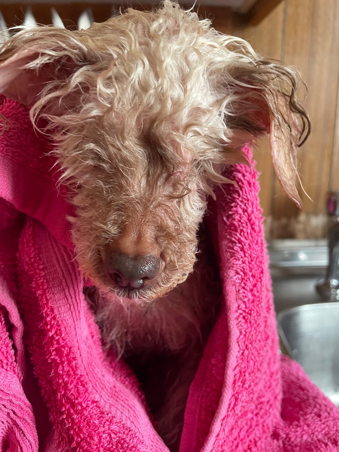 Customer photo review of Dog Shampoo