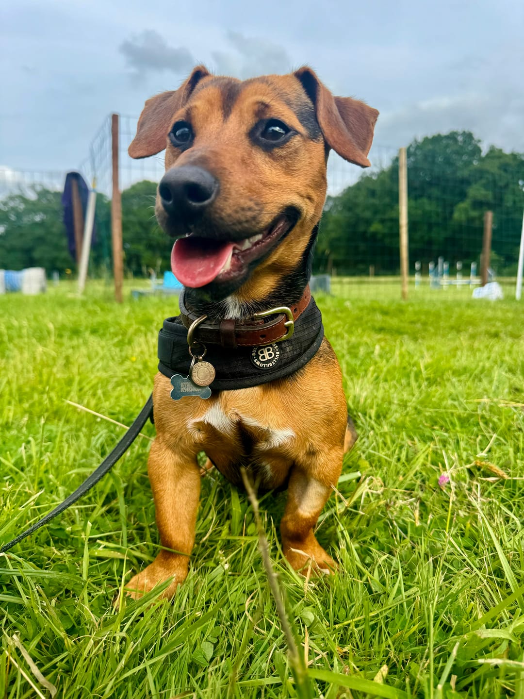 Customer photo review of Boomerang Harness - Non Restrictive, Lightweight, Small - Medium Breeds - Black