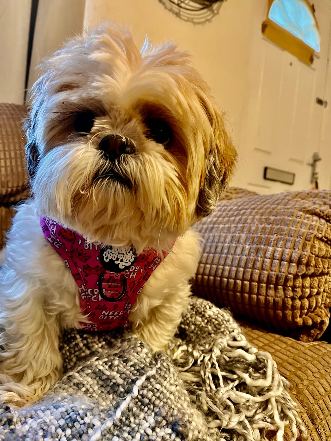 Customer photo review of Needy bitch harness